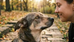 なぜあなたの犬は指示を無視するのか、そして犬の言語で話す方法