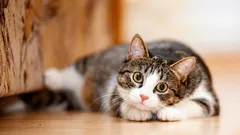 猫の性格は年齢とともに変わるのか？そしてペットに何を期待すべきか